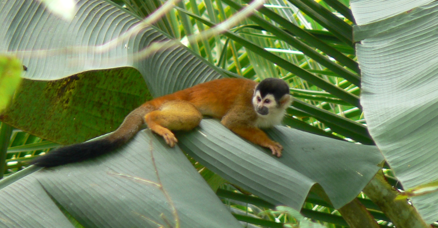 cropped Banana plant with monkey